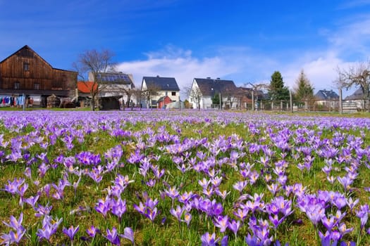 Drebach Krokuswiesen im Erzgebirge - Crocus flowers in Drebach,Saxony