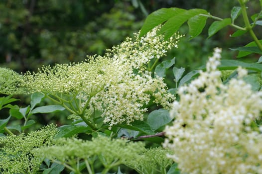 Elderflower - white elder flower in springtime