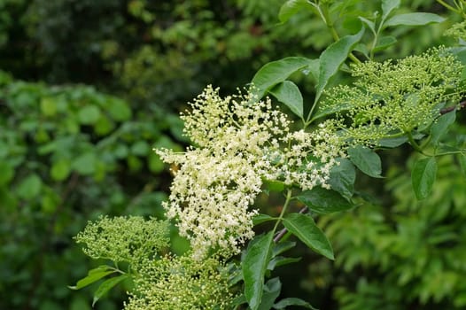 Elderflower - white elder flower in springtime