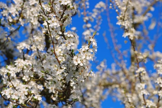 Plum tree blues in spring - white plum blossom in spring