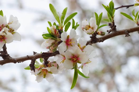 Almond blossom in spring - many Almond Blossom in springtime