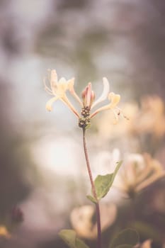 Forest honeysuckle - Lonicera periclymenum in a macro shot - vintage look