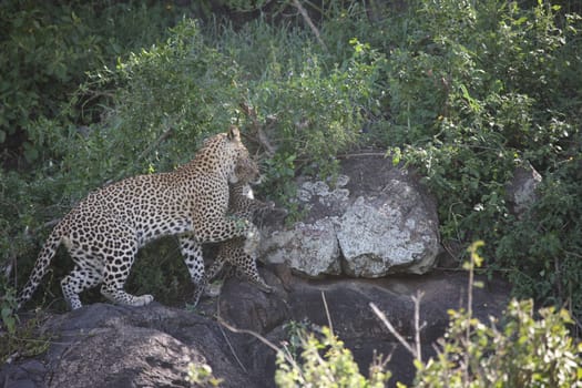 Leopard Kenya Africa savannah wild animal cat mammal