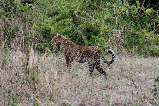 Leopard Kenya Africa savannah wild animal cat mammal