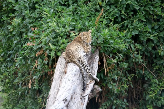 Leopard Kenya Africa savannah wild animal cat mammal