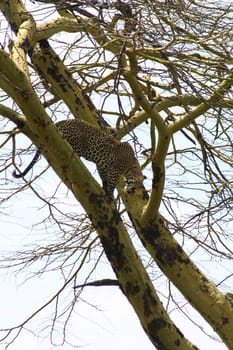 Leopard Kenya Africa savannah wild animal cat mammal