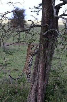 Leopard Kenya Africa savannah wild animal cat mammal