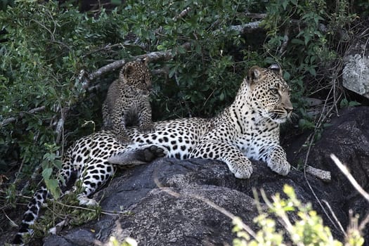 Leopard Kenya Africa savannah wild animal cat mammal