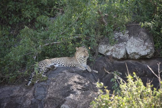 Leopard Kenya Africa savannah wild animal cat mammal