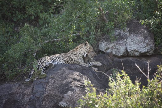 Leopard Kenya Africa savannah wild animal cat mammal