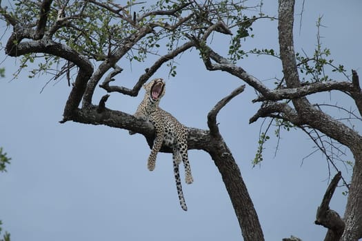 Leopard Kenya Africa savannah wild animal cat mammal