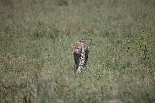 Leopard Kenya Africa savannah wild animal cat mammal