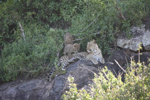 Leopard Kenya Africa savannah wild animal cat mammal