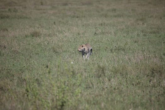 Leopard Kenya Africa savannah wild animal cat mammal