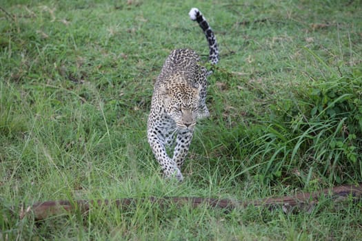 Leopard Kenya Africa savannah wild animal cat mammal