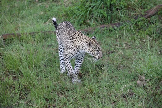 Leopard Kenya Africa savannah wild animal cat mammal