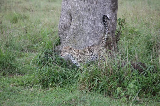 Leopard Kenya Africa savannah wild animal cat mammal