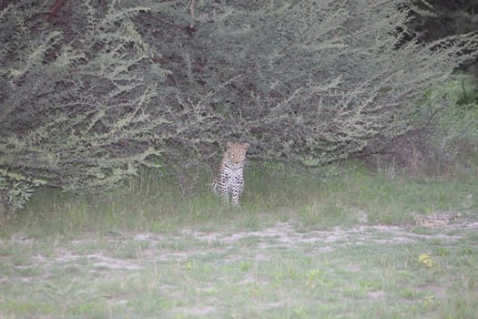 Leopard Kenya Africa savannah wild animal cat mammal