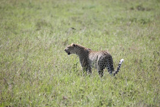 Leopard Kenya Africa savannah wild animal cat mammal