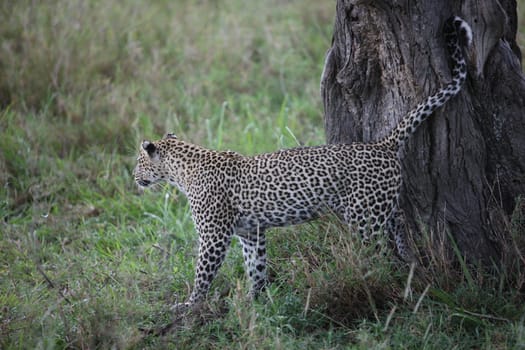 Leopard Kenya Africa savannah wild animal cat mammal