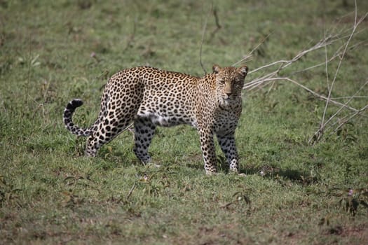 Leopard Kenya Africa savannah wild animal cat mammal