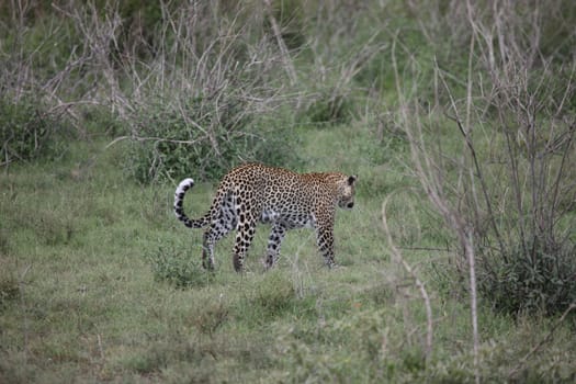 Leopard Kenya Africa savannah wild animal cat mammal