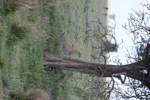 Leopard Kenya Africa savannah wild animal cat mammal