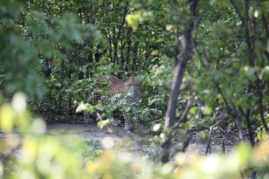Leopard Kenya Africa savannah wild animal cat mammal
