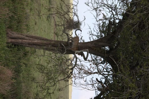 Leopard Kenya Africa savannah wild animal cat mammal