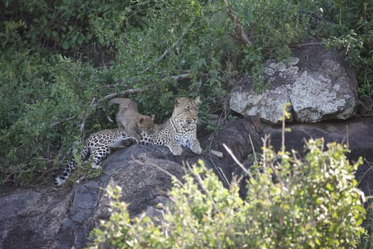 Leopard Kenya Africa savannah wild animal cat mammal