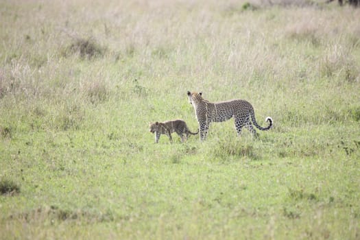 Leopard Kenya Africa savannah wild animal cat mammal