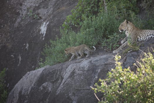 Leopard Kenya Africa savannah wild animal cat mammal