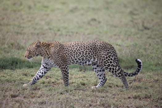 Leopard Kenya Africa savannah wild animal cat mammal