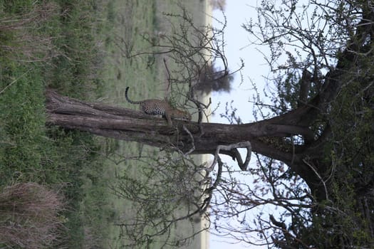 Leopard Kenya Africa savannah wild animal cat mammal