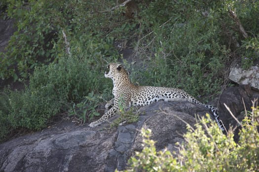 Leopard Kenya Africa savannah wild animal cat mammal