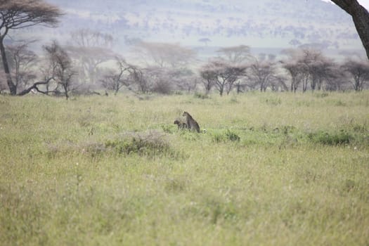 Leopard Kenya Africa savannah wild animal cat mammal