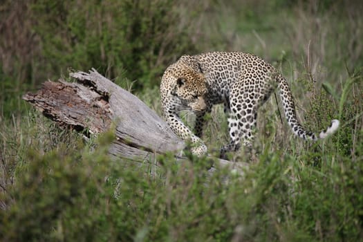 Leopard Kenya Africa savannah wild animal cat mammal