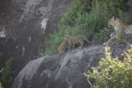 Leopard Kenya Africa savannah wild animal cat mammal