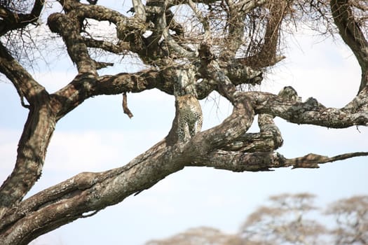 Leopard Kenya Africa savannah wild animal cat mammal