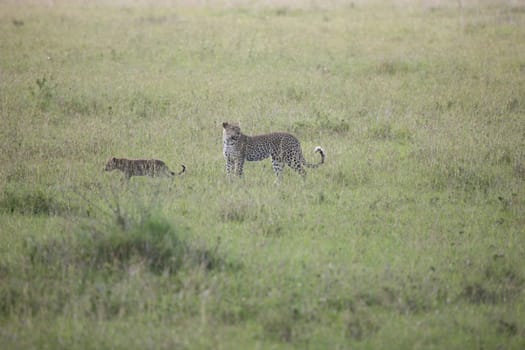 Leopard Kenya Africa savannah wild animal cat mammal