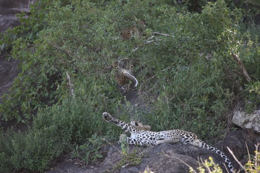 Leopard Kenya Africa savannah wild animal cat mammal