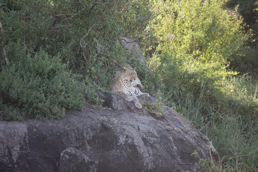 Leopard Kenya Africa savannah wild animal cat mammal
