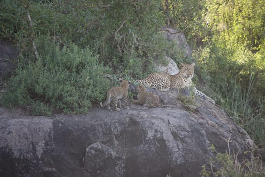 Leopard Kenya Africa savannah wild animal cat mammal