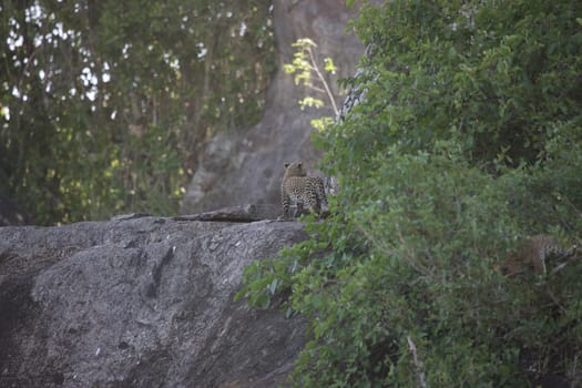 Leopard Kenya Africa savannah wild animal cat mammal