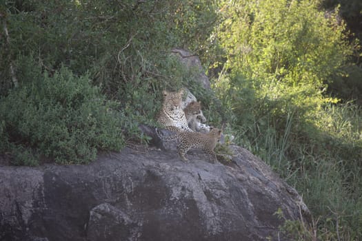 Leopard Kenya Africa savannah wild animal cat mammal