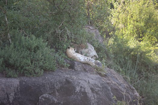 Leopard Kenya Africa savannah wild animal cat mammal