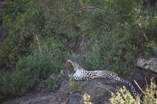 Leopard Kenya Africa savannah wild animal cat mammal