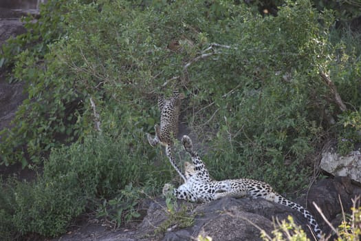 Leopard Kenya Africa savannah wild animal cat mammal