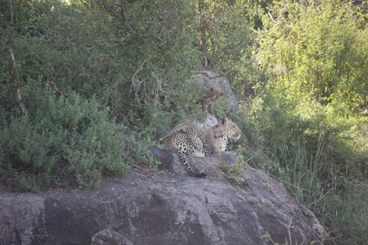 Leopard Kenya Africa savannah wild animal cat mammal