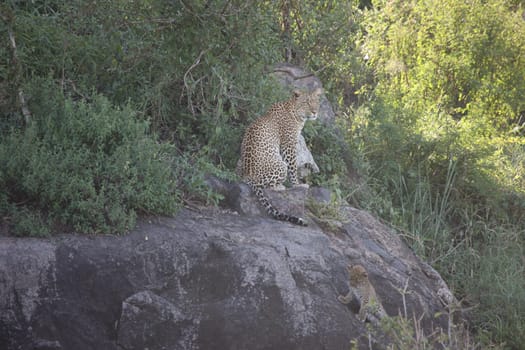 Leopard Kenya Africa savannah wild animal cat mammal